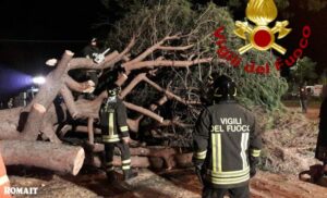 Albero caduto, intervento dei Vigili del Fuoco