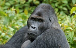 uccide un raro esemplare di gorilla