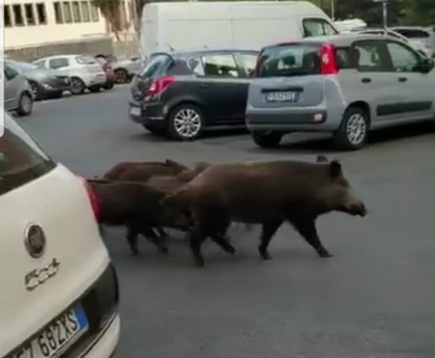 desolazione capitale: cinghiali a roma nord