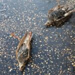 uccelli morti capodanno roma lav