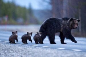 orso marsicano amarena autostrada dei parchi