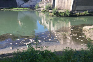 moria di pesci nel Tevere