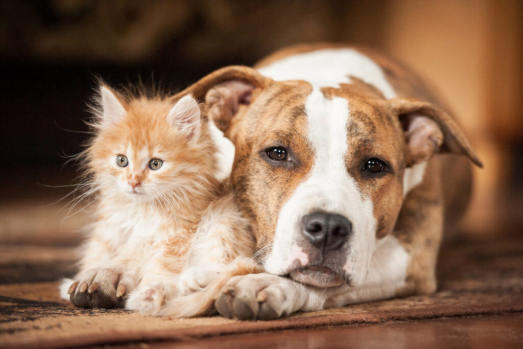 Cane e gatto