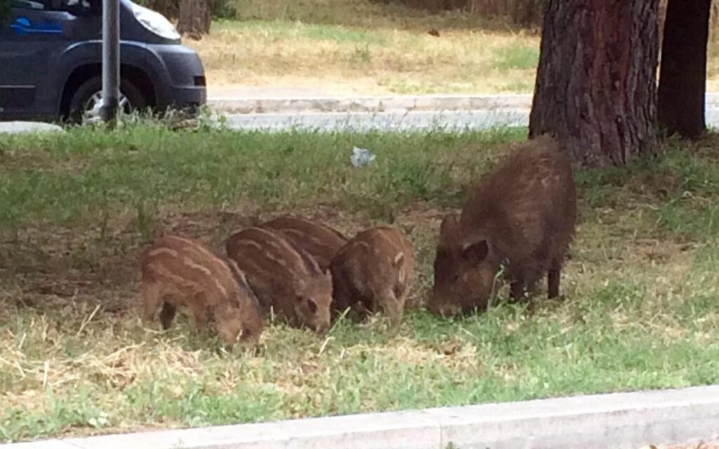 amministrative di roma, cinghiali a roma a spinaceto