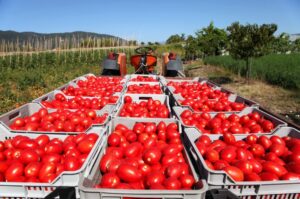 pomodori