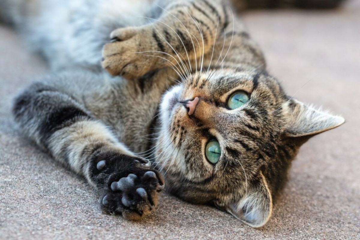 gatto pezzato con occhi verdi