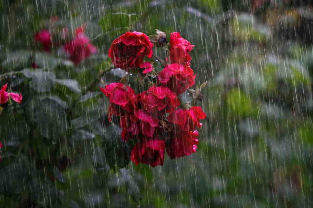 Pioggia primaverile su rose rosse