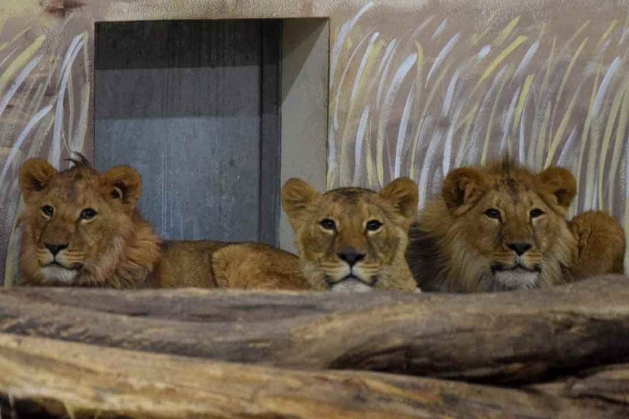 zoo in Ucraina, leoni in posa