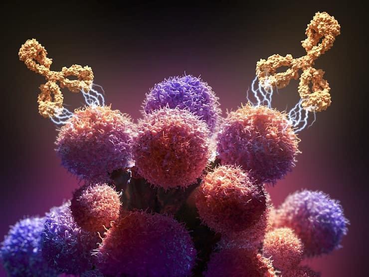 Anticorpi che attaccano cellule tumorali