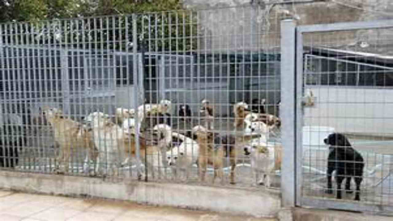 Numerosi cani raggruppati in grandi gabbie