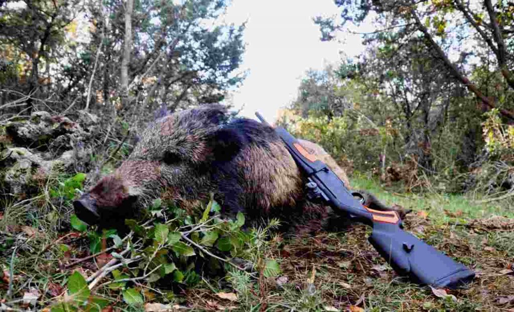 Cinghiale ucciso