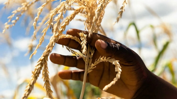 Crisi del grano in Africa a causa della guerra in Ucraina