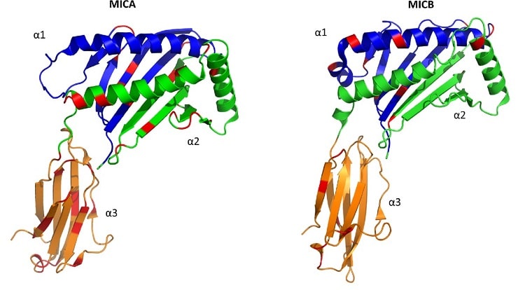 Proteine MICA/MICB