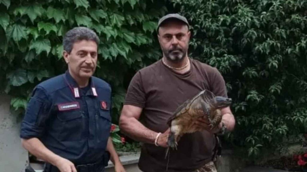 Carabiniere e agente della Forestale che tiene in mano l'esemplare di tartaruga
