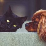 animali domestici, cane e gatto
