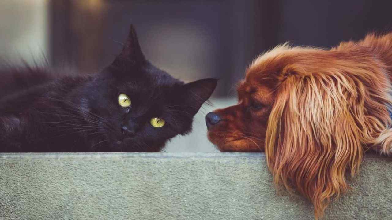 animali domestici, cane e gatto