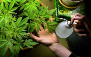 Pianta cannabis in casa