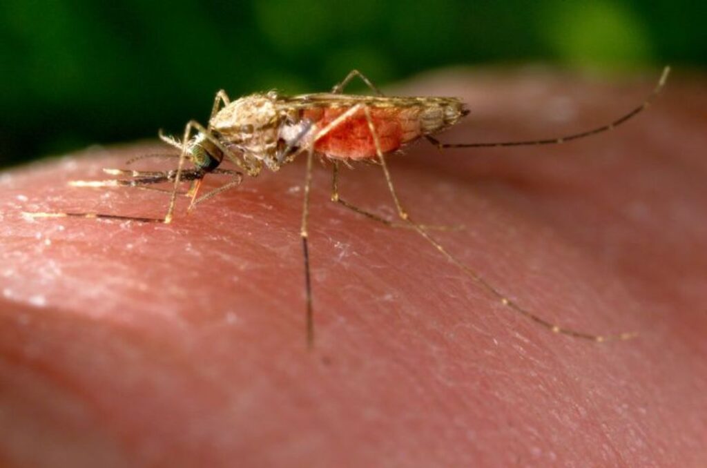 L'immagine di una zanzara che punge un umano