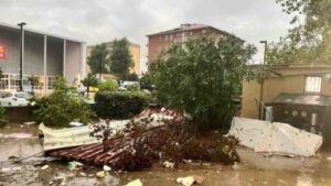 Albero caduto in strada