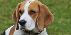 Cane beagle