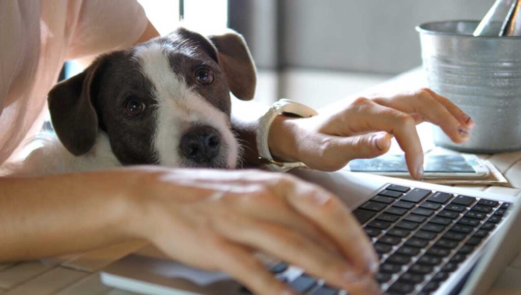 Cane al pc tra le braccia della proprietaria