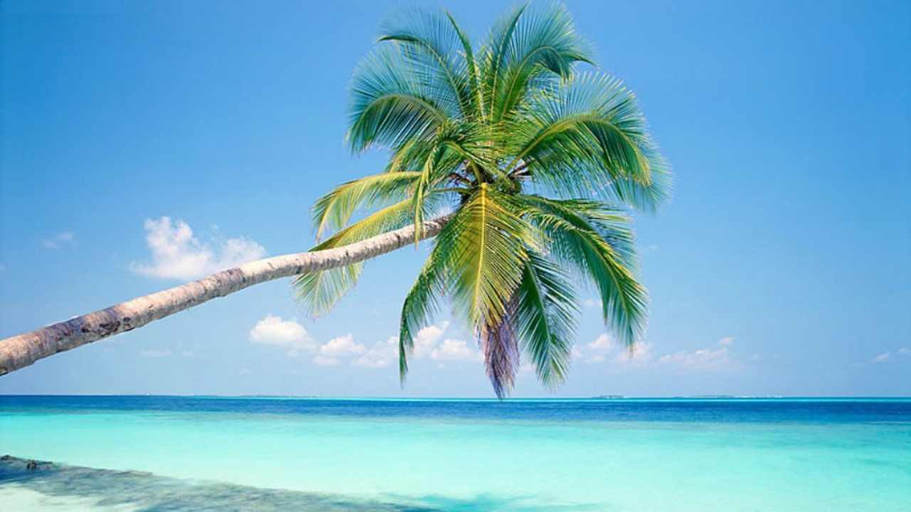 Caraibi, mare, palme