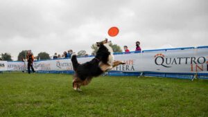 Cane che gioca a Quattro zampe in fiera