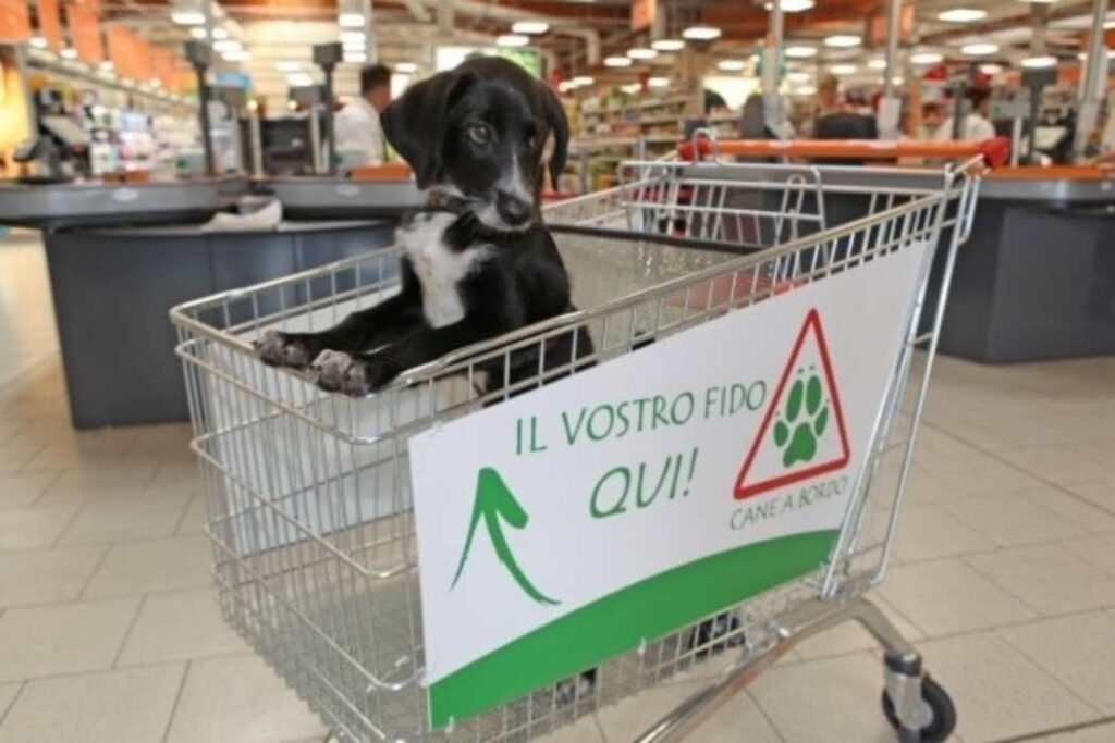 Cane all'interno di un carrello per il supermercato