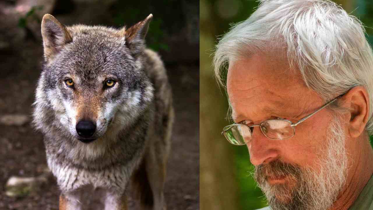 Un collage con l'immagine di un lupo e quella del dr. Luigi Polverini