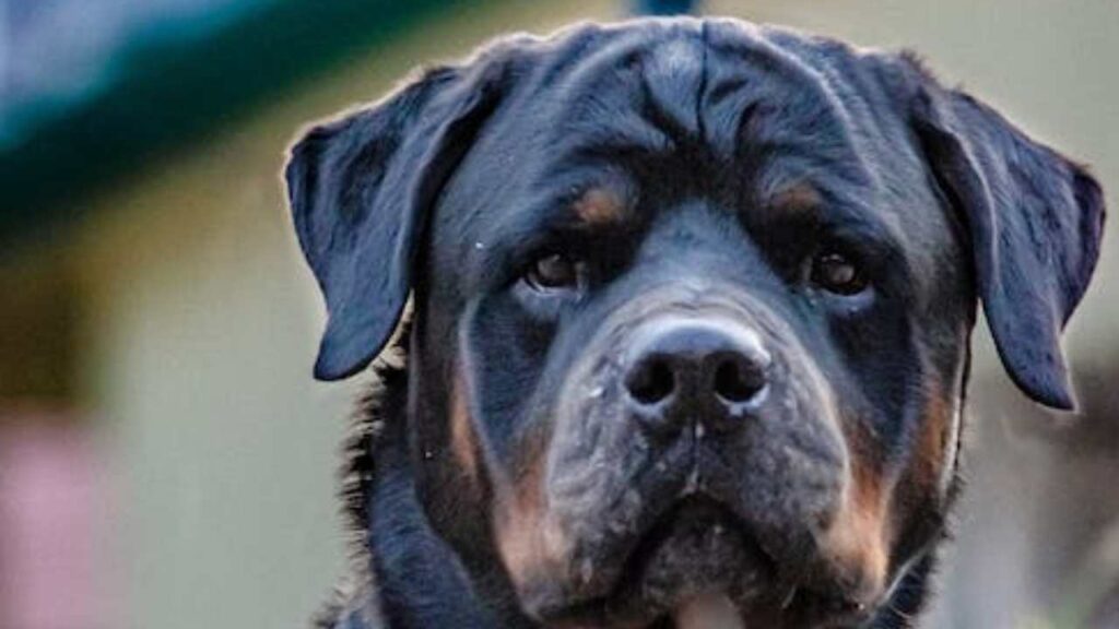 Un esemplare di rottweiler