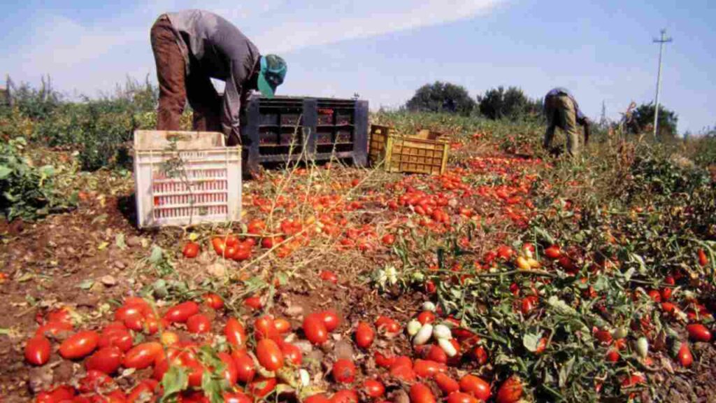 Manodopera straniera nei campi di pomodori