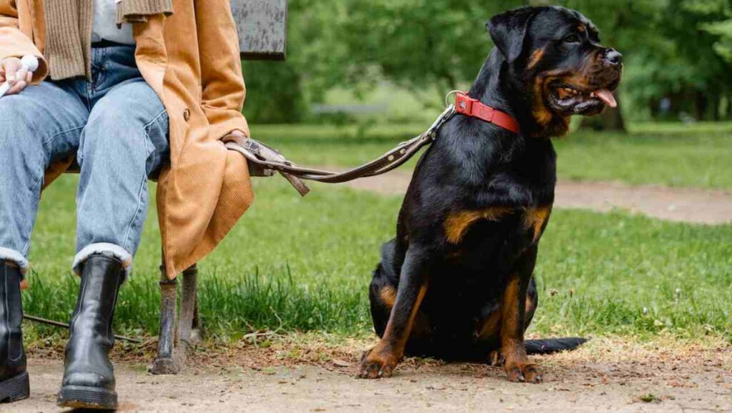 Rottweiler al parco al guinzaglio