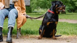 Rottweiler al parco al guinzaglio