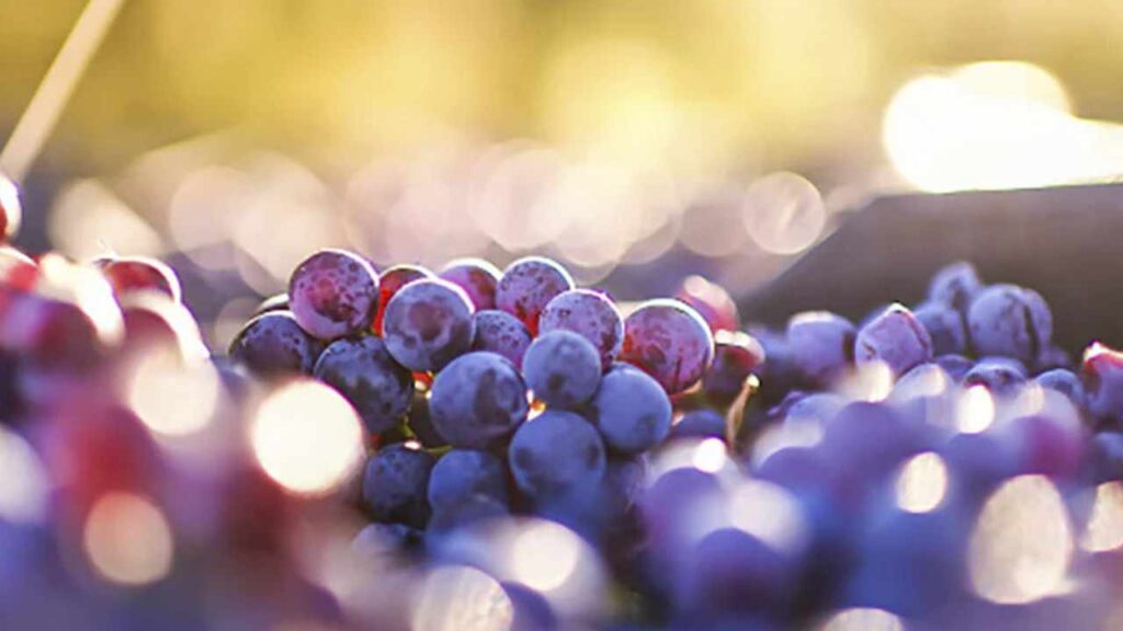 Uva rossa da vino sfondo uva in primo piano sole