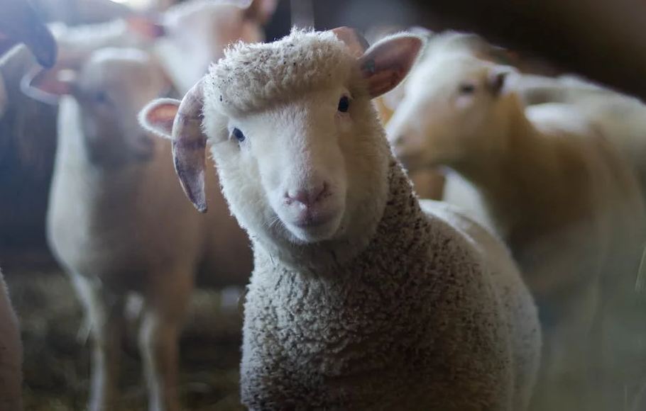 Un primo piano di un agnello