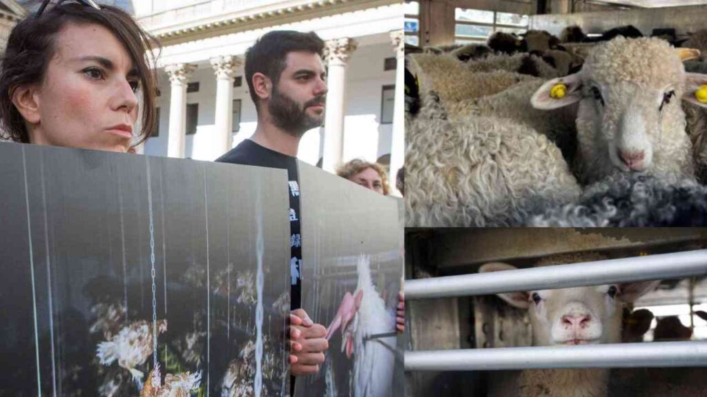 Un collage con immagini di agnelli e membri dell'associazione Essere Animali