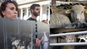 Un collage con immagini di agnelli e membri dell'associazione Essere Animali