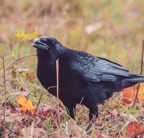 Una cornacchia in un terreno