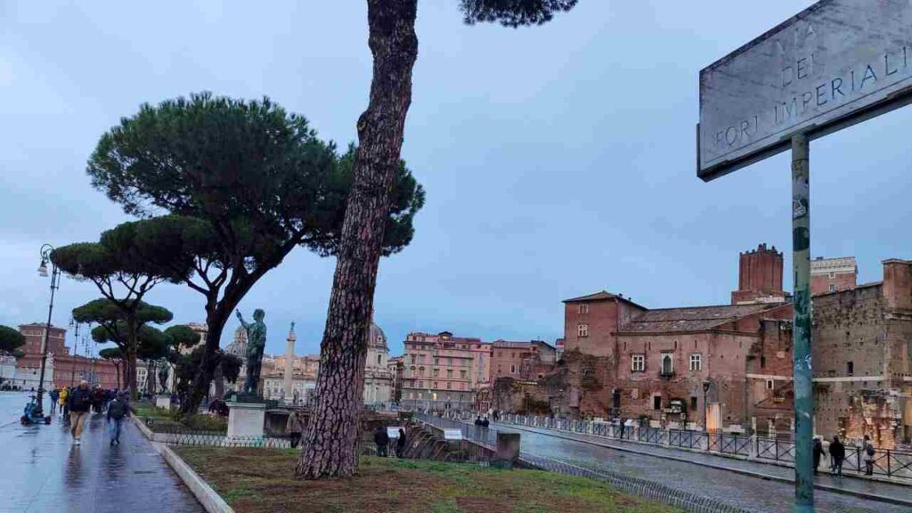 Alberi di Roma, via dei Fori Imperiali