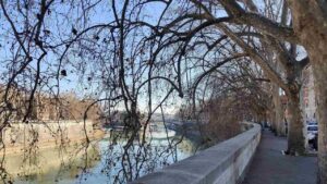 Alberi di Roma sul Lungotevere