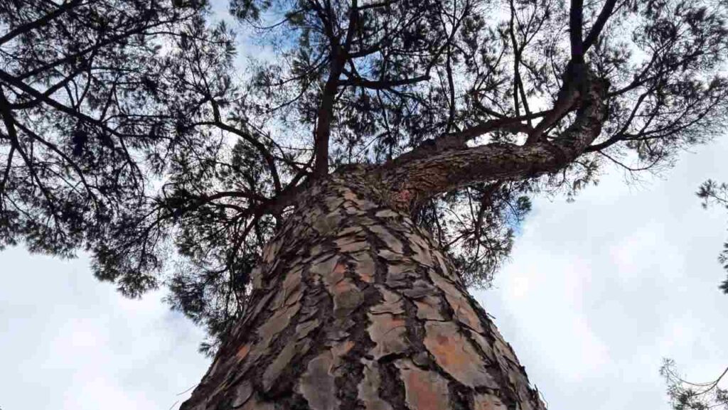 Alberi di Roma, pianta gigantesca