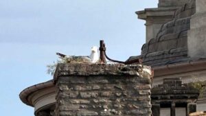 Gabbiano che cova sul tetto della chiesa sant'Ivo di Roma