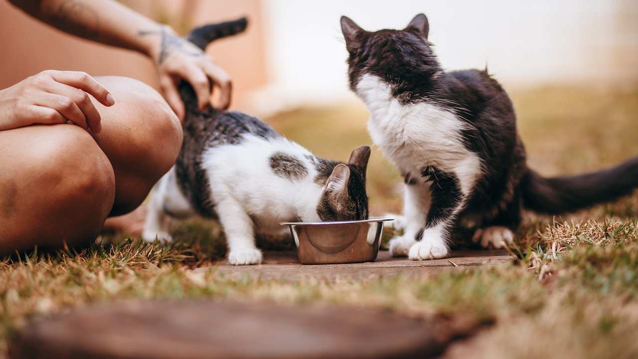 Gatti che mangiano