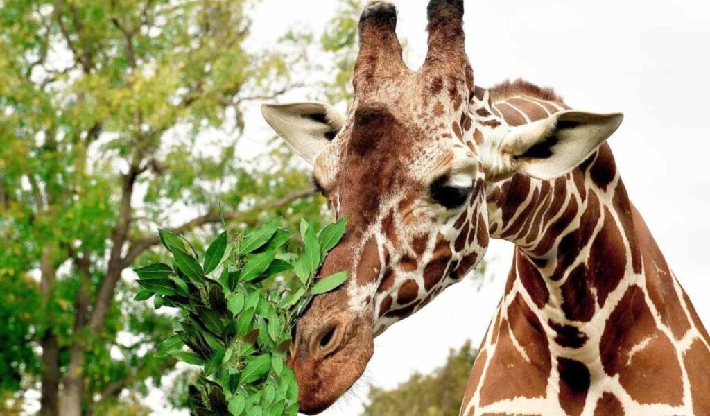 Giraffa al Bioparco di Roma