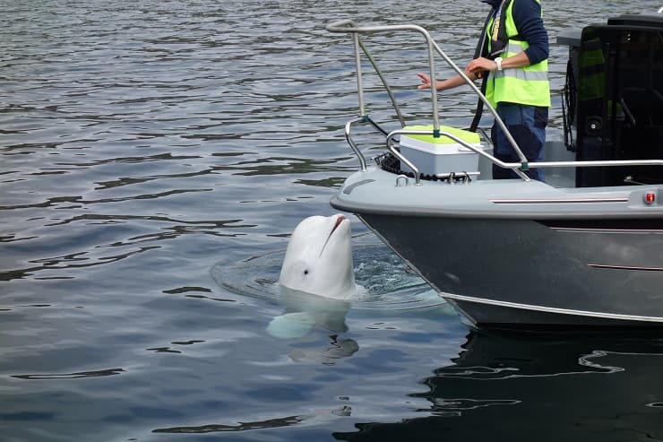 Bamba della settimana. Hvaldimir, il “beluga spia”