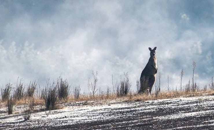 Stagione delle gelate in Australia