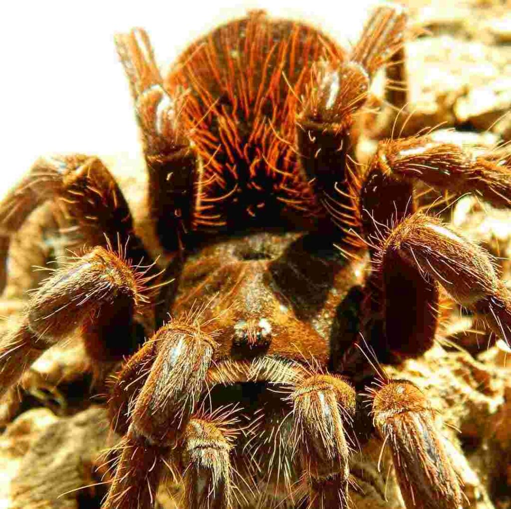 Un esemplare di Pamphobeteus cf. petersi, "Back Fire" tarantula. Una specie esotica e non nociva