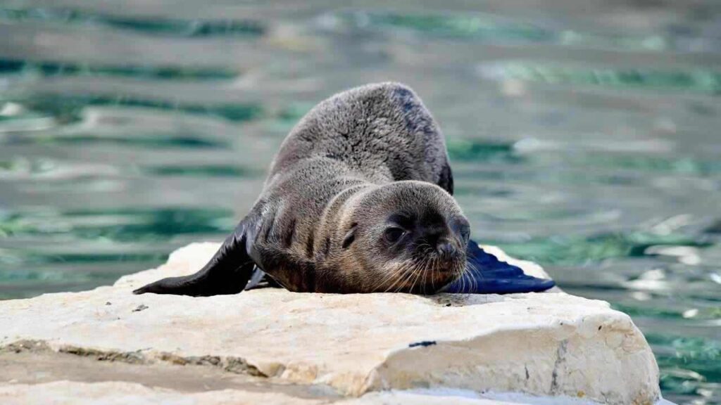 Cucciolo di otaria al Bioparco di Roma