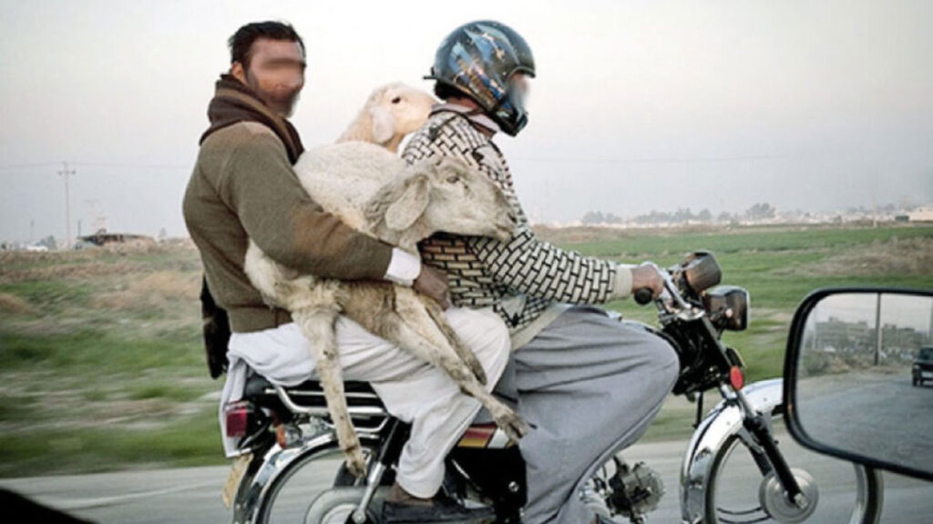 Due persone sulla moto con il montone