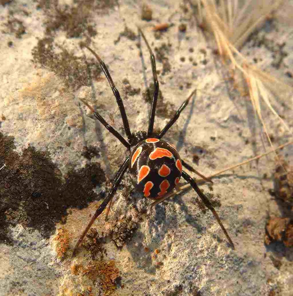 Un esemplare di ragno Malmignatta